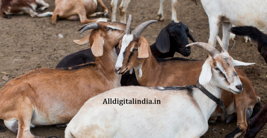 Bakri Palan Loan Apply